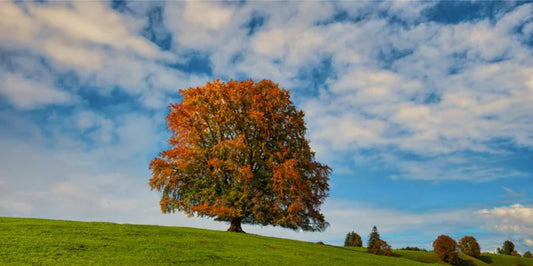 A tall and mature beech tree, the natural source of modal fabric fibers, representing the eco-friendly origin of modal textiles.