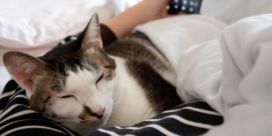 Senior cat lying comfortably on a cozy bed, surrounded by toys and treats, symbolizing care and comfort in old age.