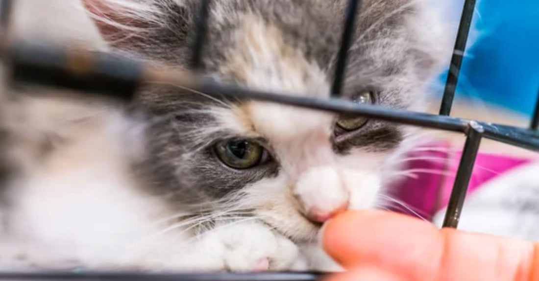 A cat nuzzling its possible owner, illustrating the benefits of cat adoption for companionship, love, and stress relief.