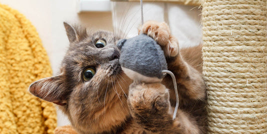A cat playing with an interactive toy mouse by grabbing it in between its paws.