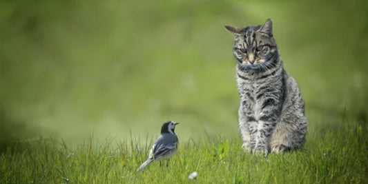 An inquisitive cat with wide eyes and perked ears, curiously examining a bird out in the nature, illustrating the connection between cat vocalization and environmental comfort.