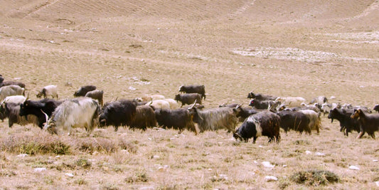 Chyangra cashmere goats grazing in the harsh terrain of Mustang in Nepal.