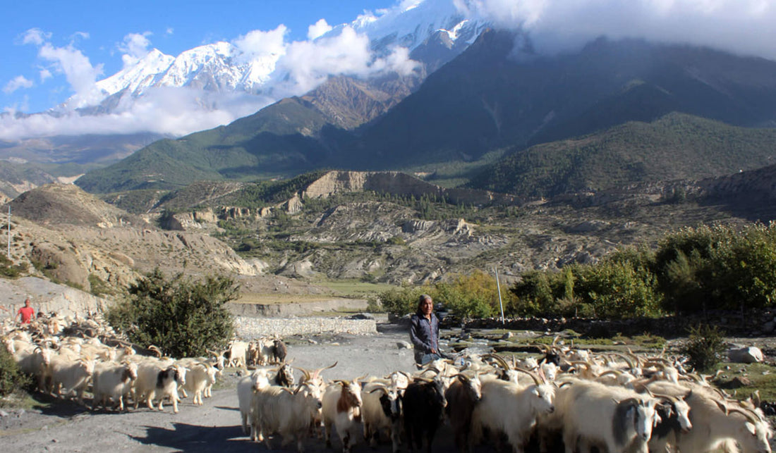 Herders taking the cashmere Chyangra goats for grazing grass in Mustang Valley in Nepal, a sustainable farming practice.