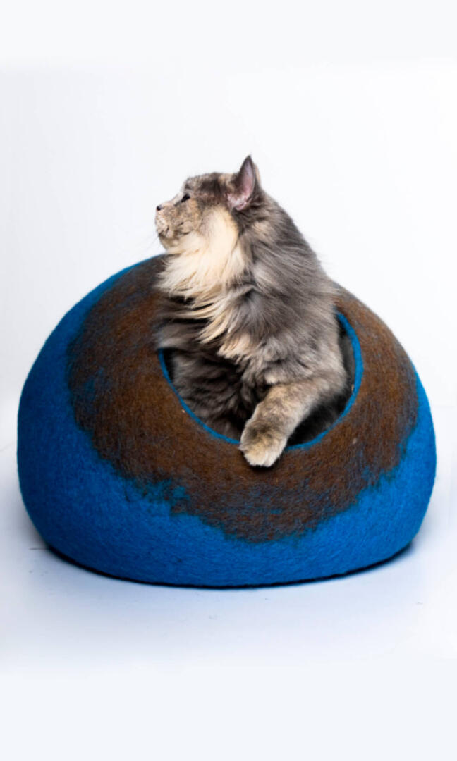 A cute cat looking up from its french blue Cat cave house with an oval-shaped bed.