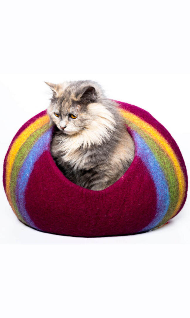 A cute cat sitting in his rainbow retreat cat cave house feeling cozy and comfortable.